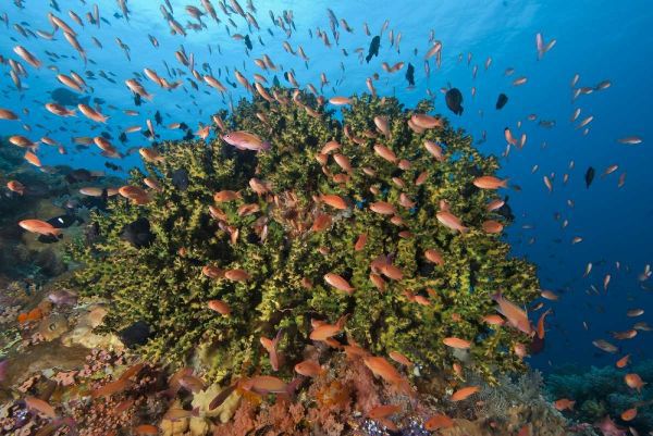 Indonesia, Komodo NP Fish and hard coral
